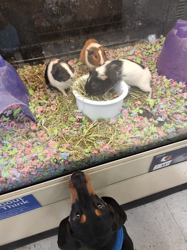 Pet Supply Store «PetSmart», reviews and photos, 8105 Moores Ln Ste 1300, Brentwood, TN 37027, USA