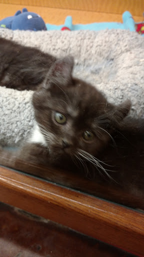 Pet Store «Animal Ark», reviews and photos, 175 S 500 E St, American Fork, UT 84003, USA