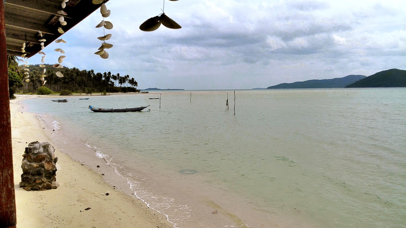 Coconut Tree'in fotoğrafı imkanlar alanı