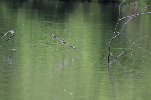 Nature Preserve «Liberty Reservoir», reviews and photos, 5685 Oakland Rd, Eldersburg, MD 21784, USA