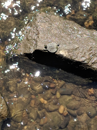 Museum «Havre De Grace Decoy Museum», reviews and photos, 215 Giles St, Havre De Grace, MD 21078, USA