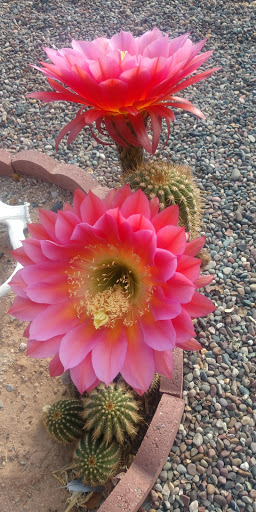 Country Club «Fountain of the Sun Country Club», reviews and photos, 500 S 80th St, Mesa, AZ 85208, USA