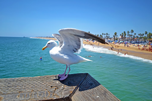 Beachview Realty image