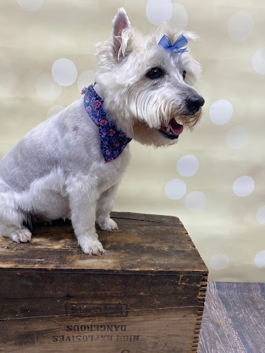 Doggett’s Animal Grooming Salon(DAGS)