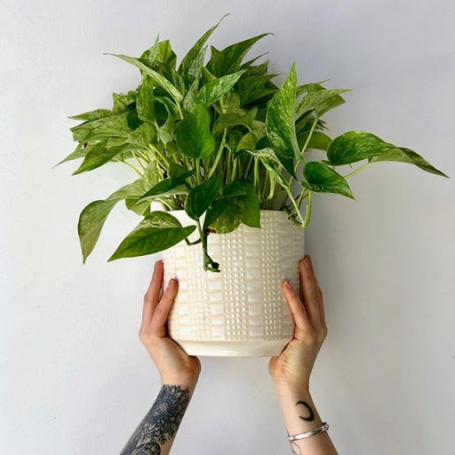 Florist «Stacy K Floral», reviews and photos, 43 Russell St, Rochester, NY 14607, USA