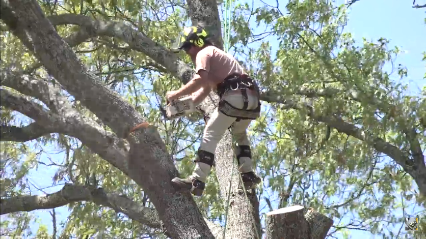 Tree Removal Fort Worth