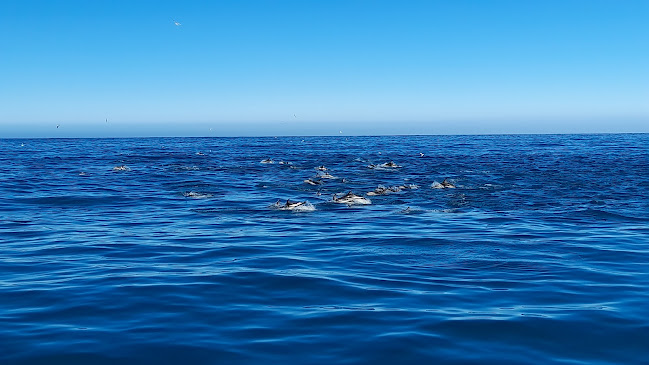 Whale Watch Kaikoura Phone number