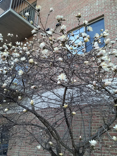 Park «Quincy Park», reviews and photos, 1021 N Quincy St, Arlington, VA 22201, USA