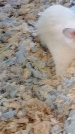 Pet Supply Store «PetSmart», reviews and photos, 1900 W International Speedway Blvd, Daytona Beach, FL 32114, USA