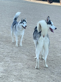 Heavenly Pet Resort - Photo 9 - Car repair in Temple City, CA, Pasadena