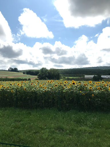 Tourist Attraction «Sunflower Maze», reviews and photos, South St, Middlefield, CT 06455, USA