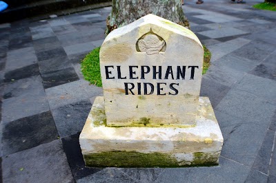 Photos of Elephant Safari Park Taro-Bali