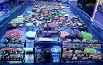 Out Of The Blue Marines - Marine Fish and Coral Shop Manchester