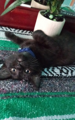 Pet Supply Store «Petco Animal Supplies», reviews and photos, 31419 Pacific Hwy S, Federal Way, WA 98003, USA