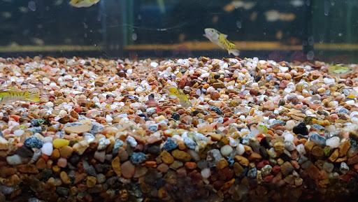 Fish Store «Aquatek Tropical Fish», reviews and photos, 8023 Burnet Rd # 1, Austin, TX 78757, USA
