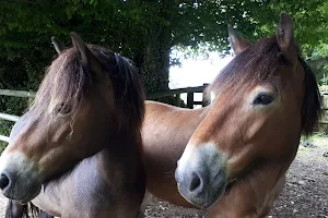 The Exmoor Pony Centre image