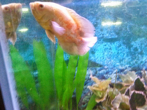 Pet Store «Species Pet Supply», reviews and photos, 1935 W Brandon Blvd, Brandon, FL 33511, USA