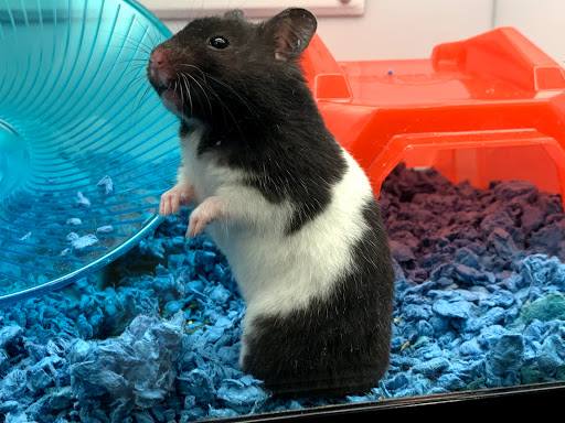 Pet Supply Store «Petco», reviews and photos, 590 E Waterfront Dr, Homestead, PA 15120, USA