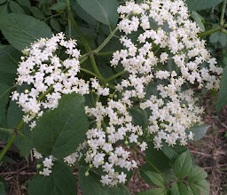 Kleingärtnerverein In der Oh e.V. photo