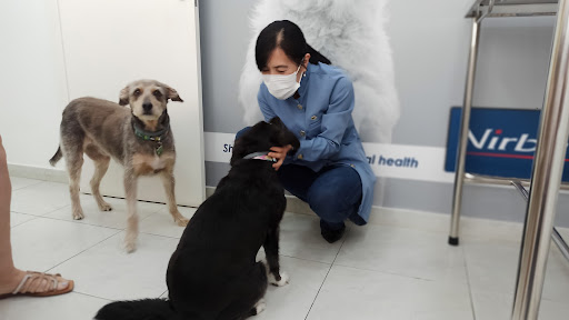 Derme for Pets - Dermatologia Veterinária em São Paulo - SP