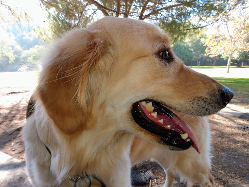 Pet Supply Store «The Dog Bakery», reviews and photos, 36 W Colorado Blvd, Pasadena, CA 91105, USA