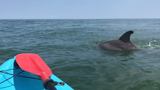 GoKayak! Paddle with a Porpoise!
