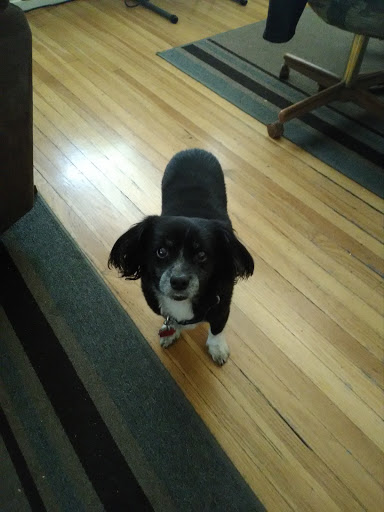 Lodging «PetSmart North Ogden», reviews and photos, 175 W 12th St, Ogden, UT 84404, USA