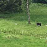 Photo n°3 de l'avis de Intelli. fait le 06/06/2018 à 17:05 sur le  Romantisches Schwarzwaldhotel à Todtmoos