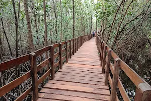 Sharavathi Kandla Mangrove Boardwalk image