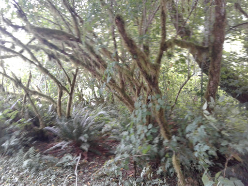 Campground «Hard Rain Cafe», reviews and photos, 5763 Upper Hoh Rd, Forks, WA 98331, USA