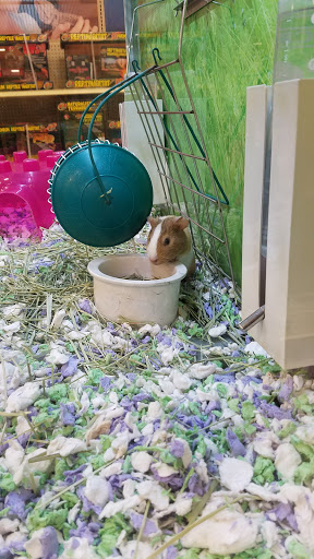 Pet Supply Store «PetSmart», reviews and photos, 13000 Aurora Ave N, Seattle, WA 98133, USA