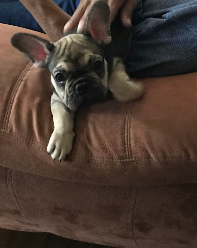 Pet Store «Puppy Boutique Store», reviews and photos, 4001 N Federal Hwy, Fort Lauderdale, FL 33308, USA