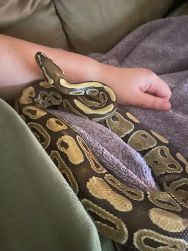 Chris snake food