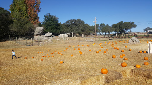 Rickey Ranch Pumpkin Farm