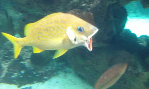 Public Golf Course «Shoreline Golf Links», reviews and photos, 2940 N Shoreline Blvd, Mountain View, CA 94043, USA