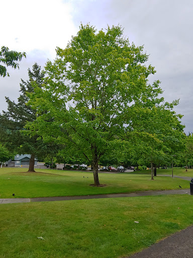 Park «Lake Boren Park», reviews and photos, 13058 SE 84th Way, Newcastle, WA 98056, USA