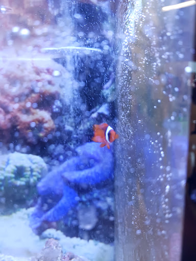 Pet Supply Store «Petco Animal Supplies», reviews and photos, 20825 I-30, Benton, AR 72015, USA