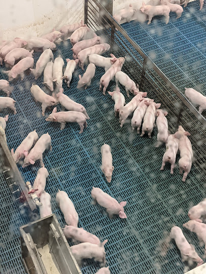 The Pig Adventure at Fair Oaks Farms