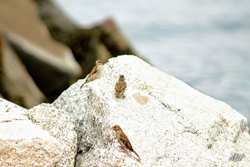 Fortress «Fort Preble», reviews and photos, Bunker Lane, South Portland, ME 04106, USA