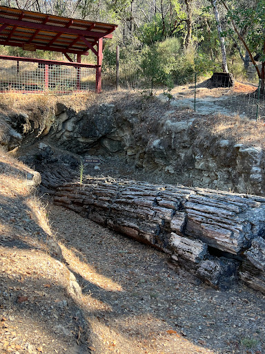 National Forest «Petrified Forest», reviews and photos