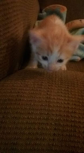 Department Store «Walmart Supercenter», reviews and photos, 2453 2nd Ave E, Oneonta, AL 35121, USA