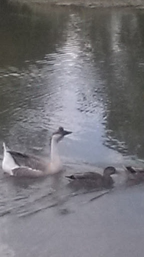 Park «Jennifer McFalls Park», reviews and photos, 1501 S Carrier Pkwy, Grand Prairie, TX 75051, USA