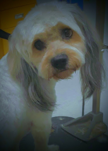 Pet Supply Store «Petco Animal Supplies», reviews and photos, 8700 Preston Rd #105, Plano, TX 75024, USA