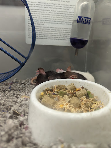 Pet Store «Just Pets», reviews and photos, 393 NY-5, Irving, NY 14081, USA