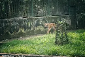 Royal Bengal Tiger Cage, Patna zoo image