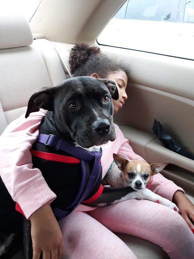 Pet Supply Store «PetSmart», reviews and photos, 401 S Mt Juliet Rd #645, Mt Juliet, TN 37122, USA