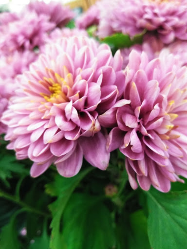 Grocery Store «Albertsons», reviews and photos, 8350 W Cheyenne Ave, Las Vegas, NV 89129, USA