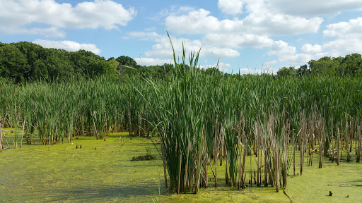 Nature Preserve «Lincoln Marsh», reviews and photos, Harrison Ave & Pierce Ave, Wheaton, IL 60187, USA