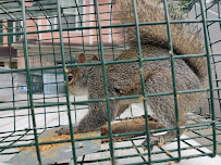 Critterly LLC - Photo 1 - Car repair in , Columbus