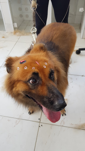 Vet Show em São Paulo - SP